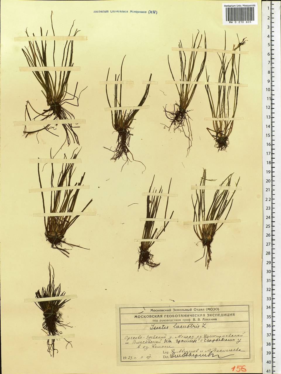 Isoetes lacustris L., Eastern Europe, Moscow region (E4a) (Russia)
