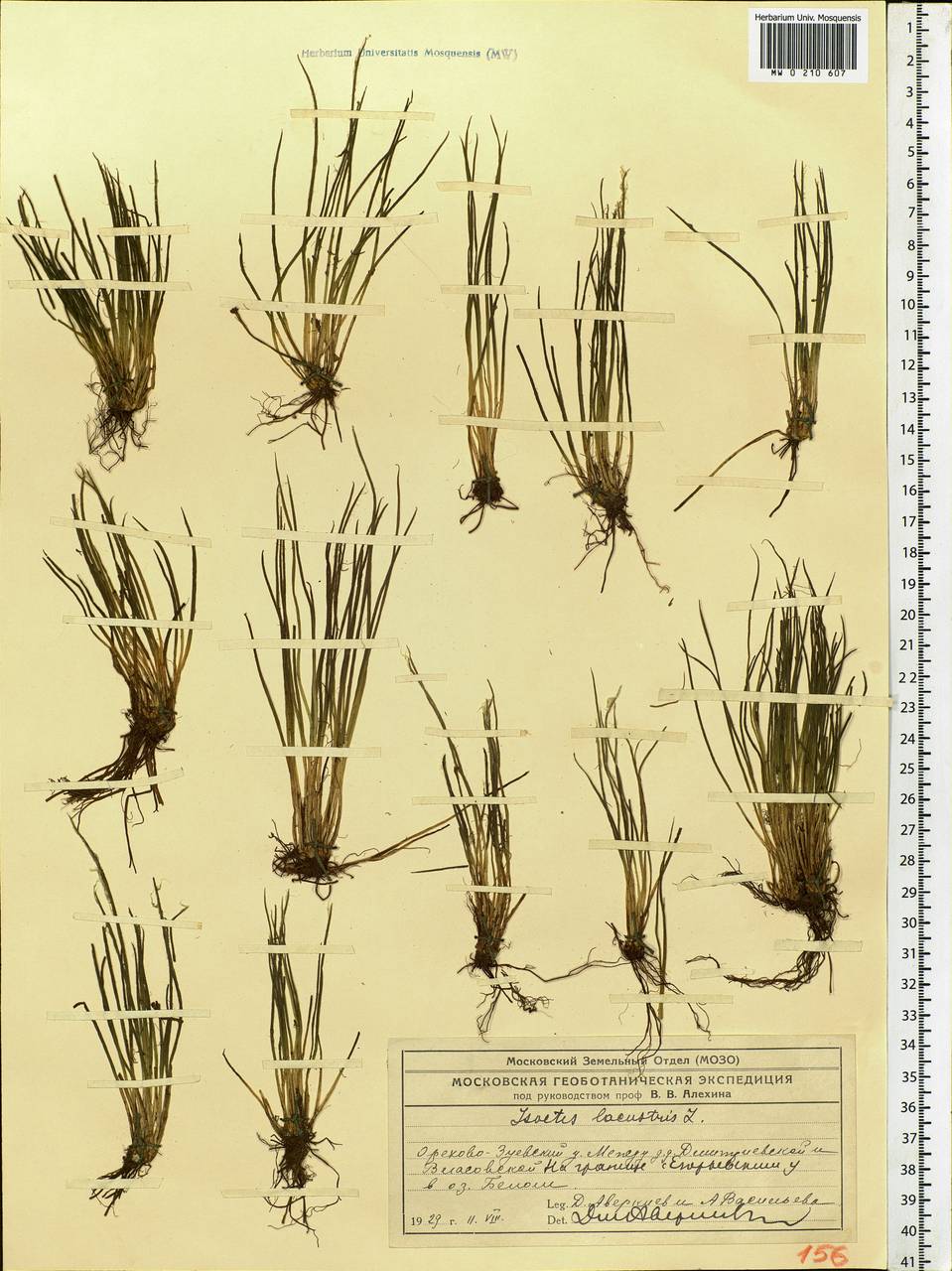 Isoetes lacustris L., Eastern Europe, Moscow region (E4a) (Russia)