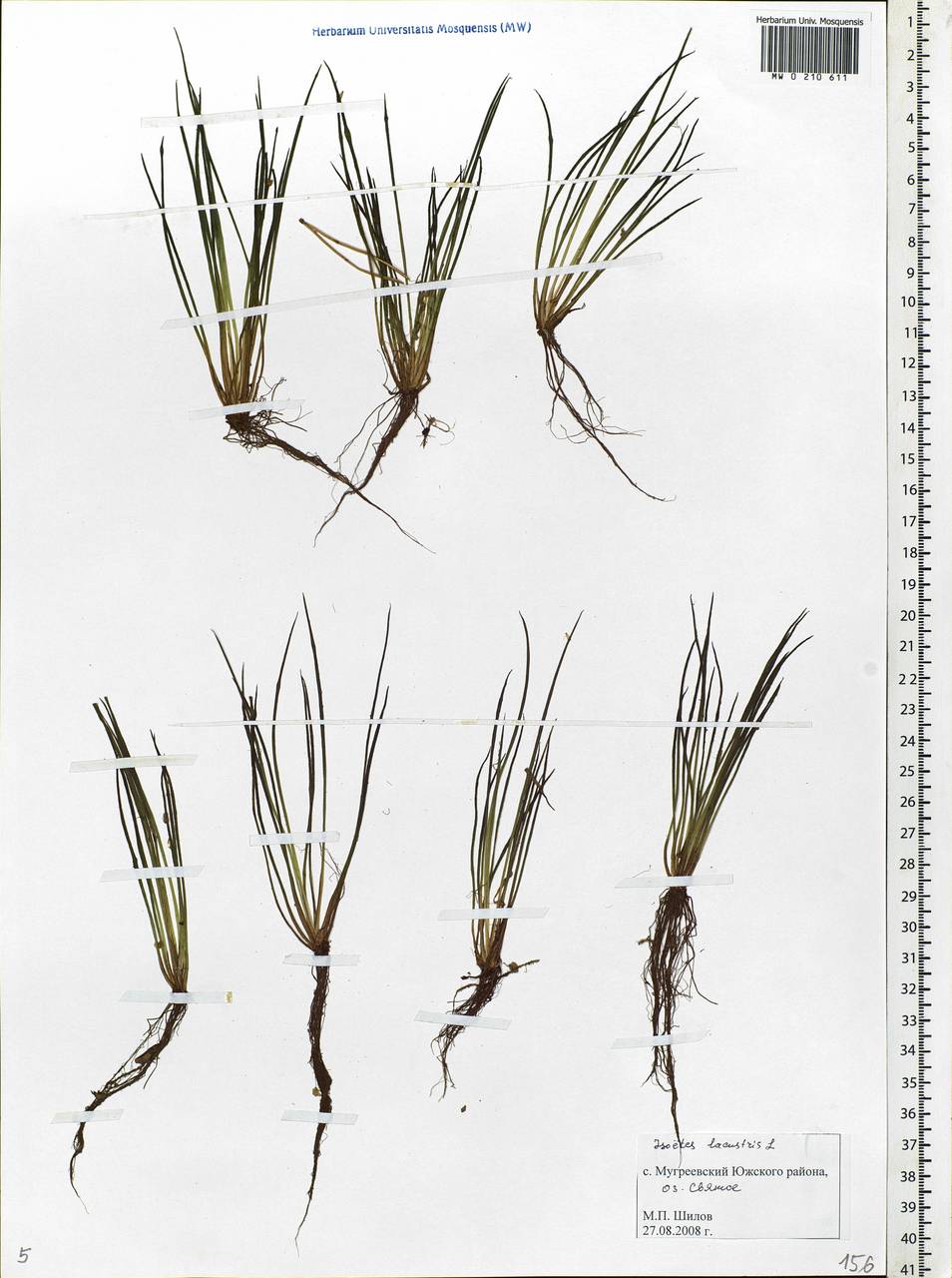 Isoetes lacustris L., Eastern Europe, Central forest region (E5) (Russia)