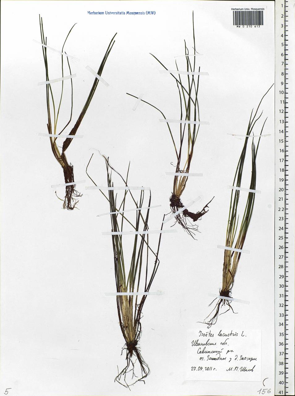 Isoetes lacustris L., Eastern Europe, Central forest region (E5) (Russia)