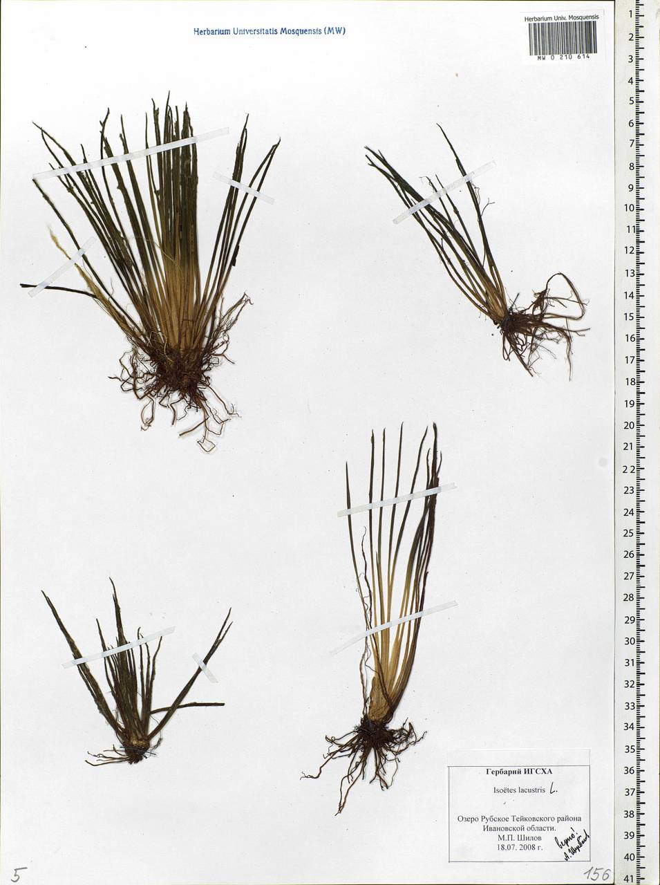 Isoetes lacustris L., Eastern Europe, Central forest region (E5) (Russia)