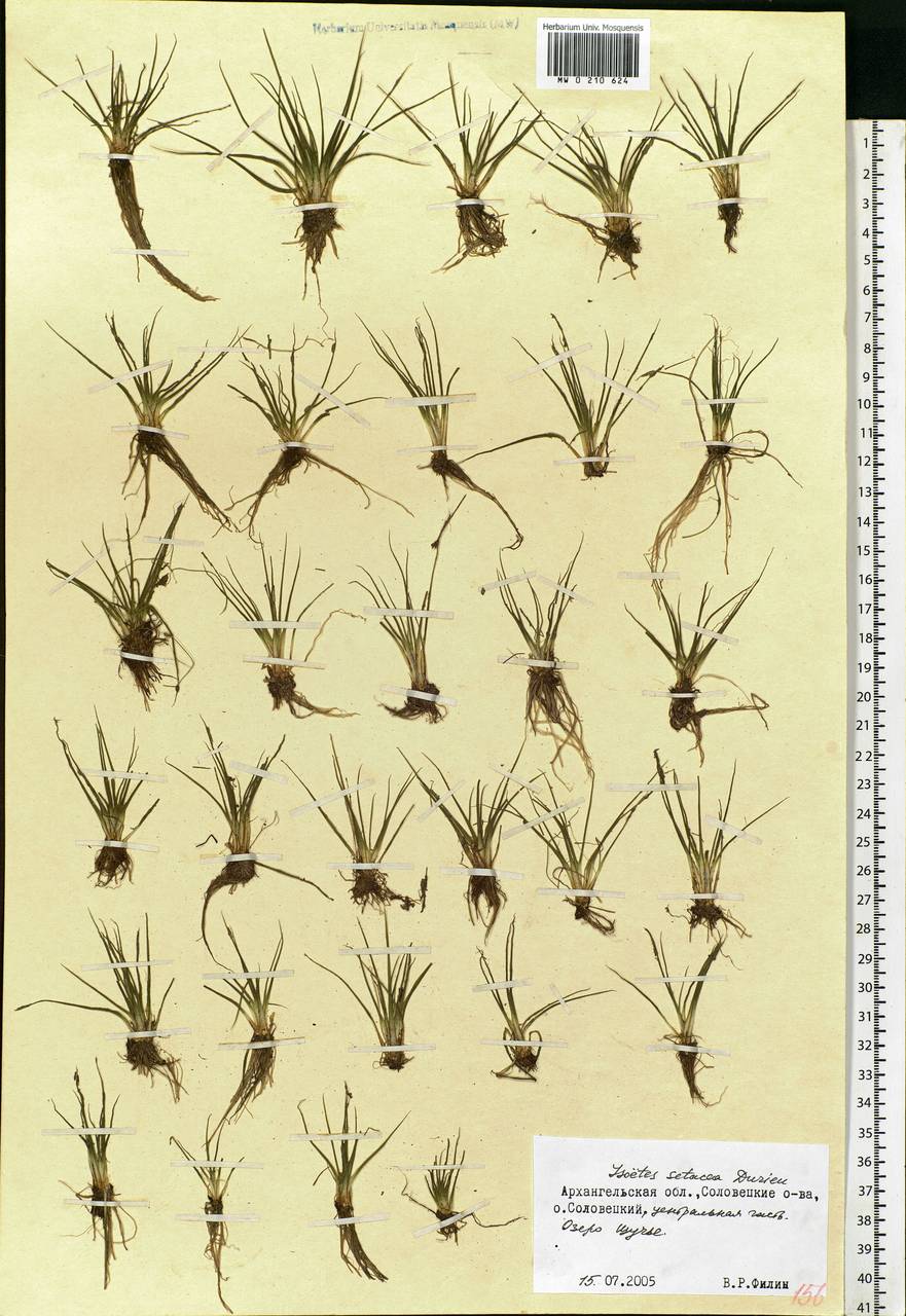 Isoetes echinospora Dur., Eastern Europe, Northern region (E1) (Russia)