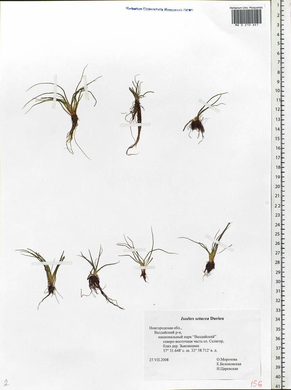 Isoetes echinospora Dur., Eastern Europe, North-Western region (E2) (Russia)
