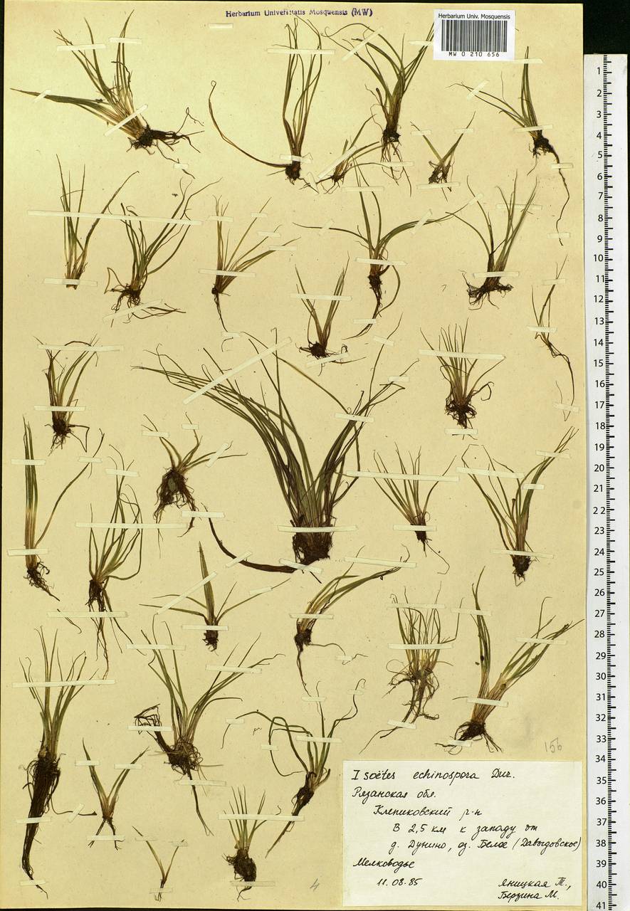 Isoetes echinospora Dur., Eastern Europe, Central region (E4) (Russia)