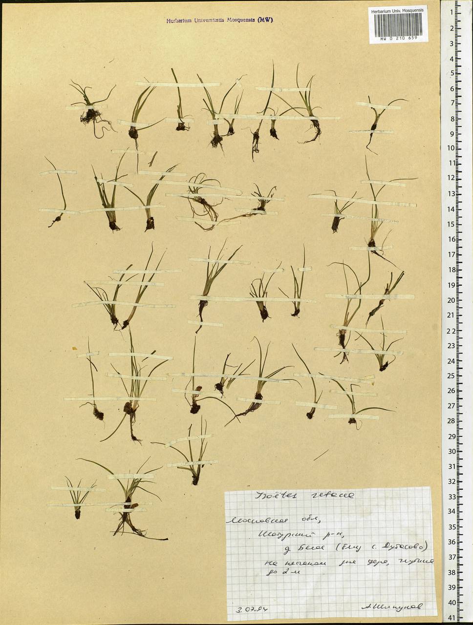 Isoetes echinospora Dur., Eastern Europe, Moscow region (E4a) (Russia)