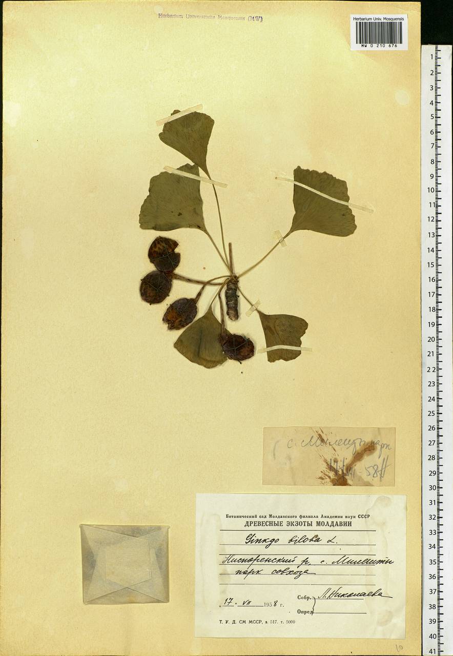 Ginkgo biloba L., Eastern Europe, Moldova (E13a) (Moldova)