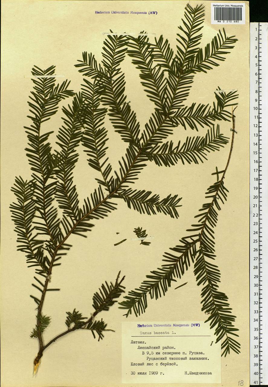 Taxus baccata L., Eastern Europe, Latvia (E2b) (Latvia)