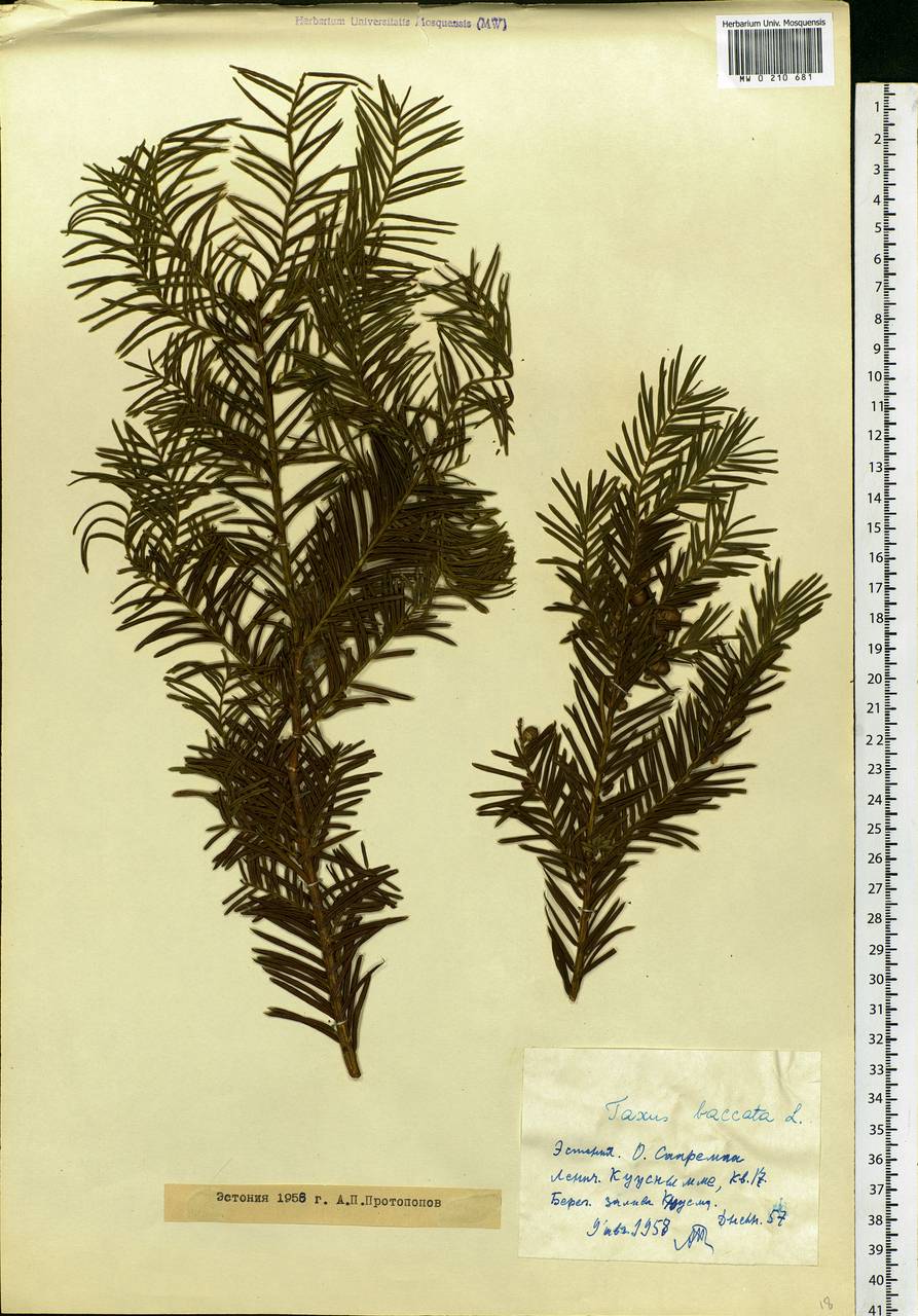 Taxus baccata L., Eastern Europe, Estonia (E2c) (Estonia)