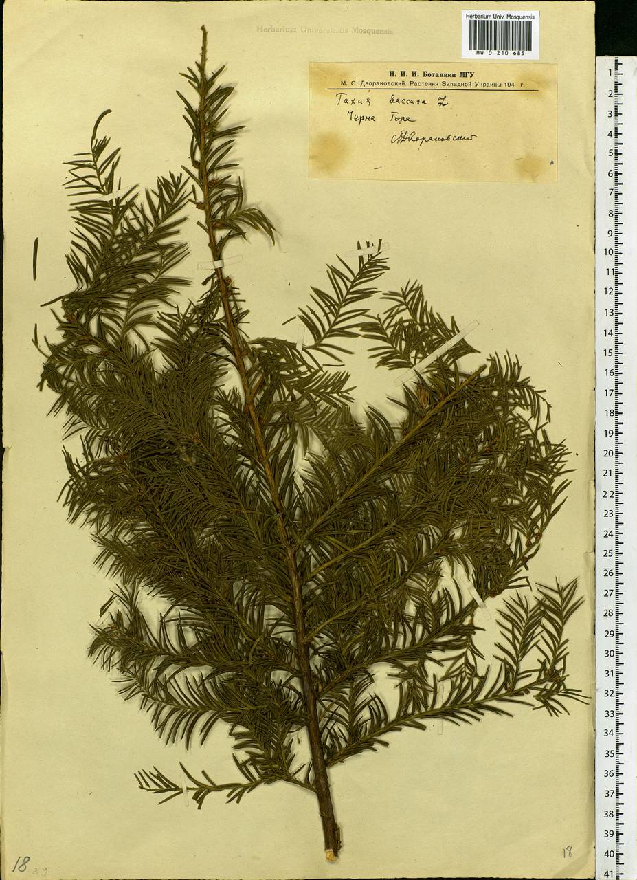 Taxus baccata L., Eastern Europe, West Ukrainian region (E13) (Ukraine)