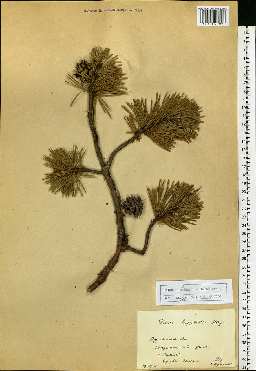 Pinus sylvestris var. sylvestris, Eastern Europe, Northern region (E1) (Russia)