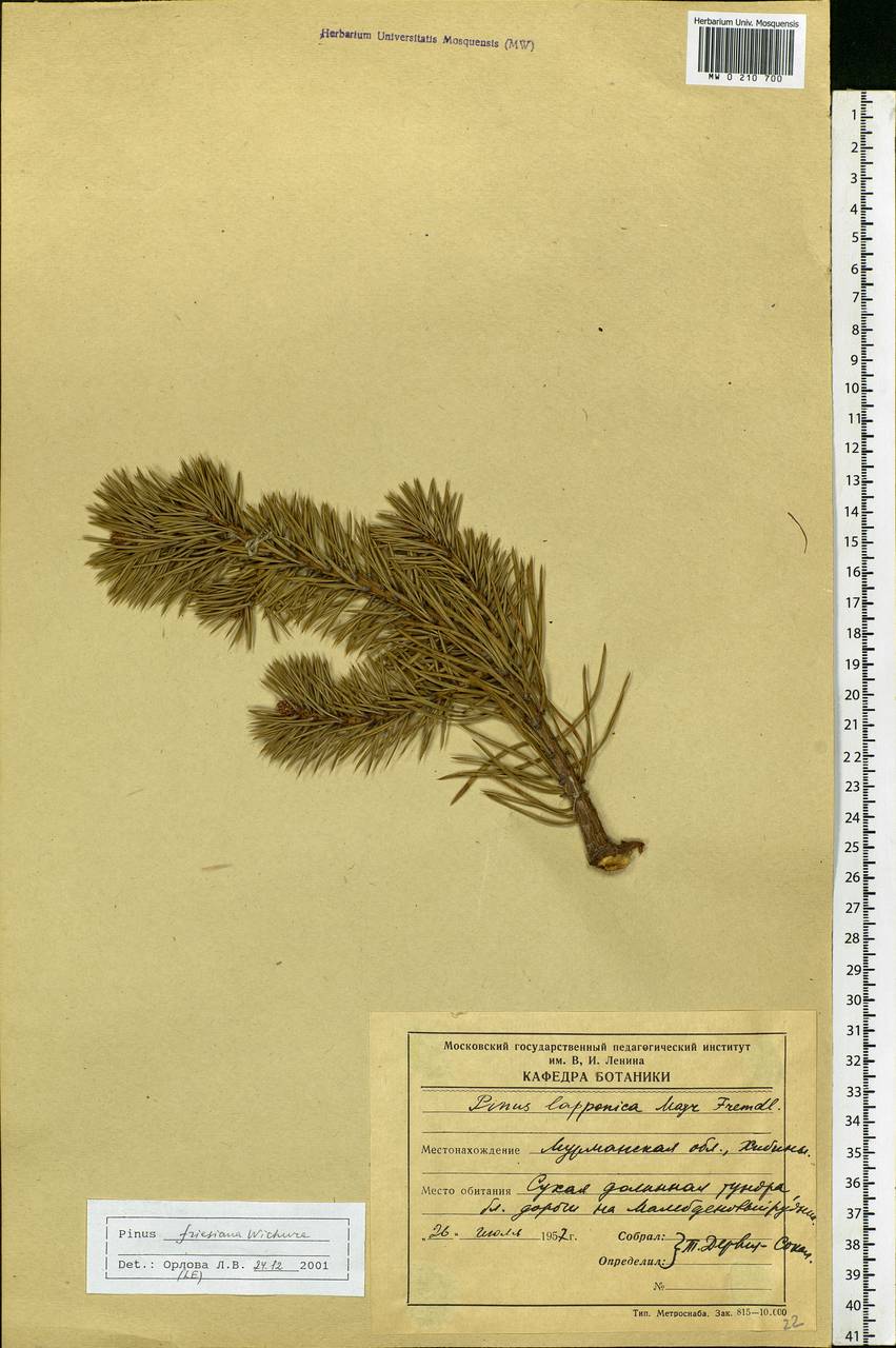 Pinus sylvestris var. sylvestris, Eastern Europe, Northern region (E1) (Russia)