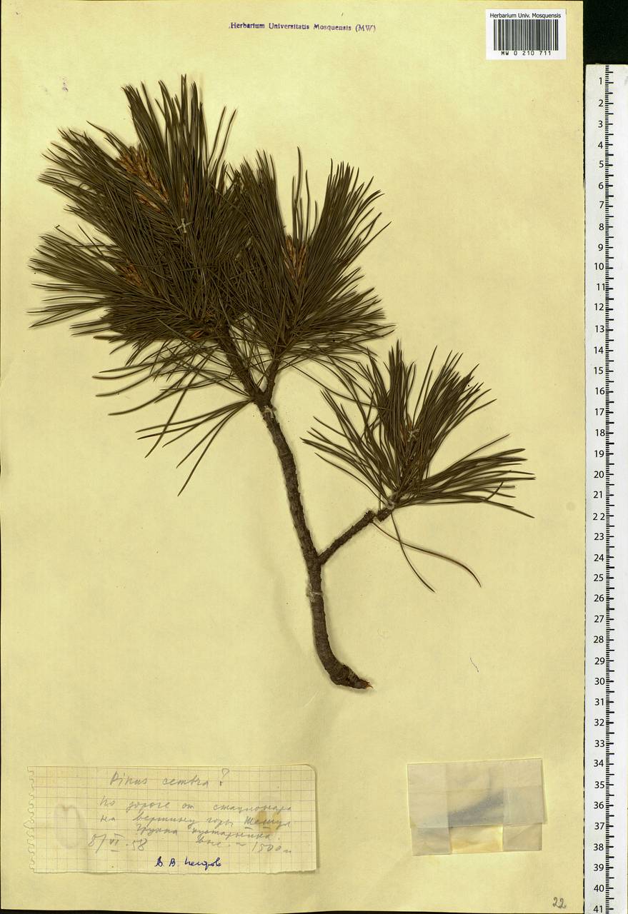 Pinus cembra L., Eastern Europe, West Ukrainian region (E13) (Ukraine)