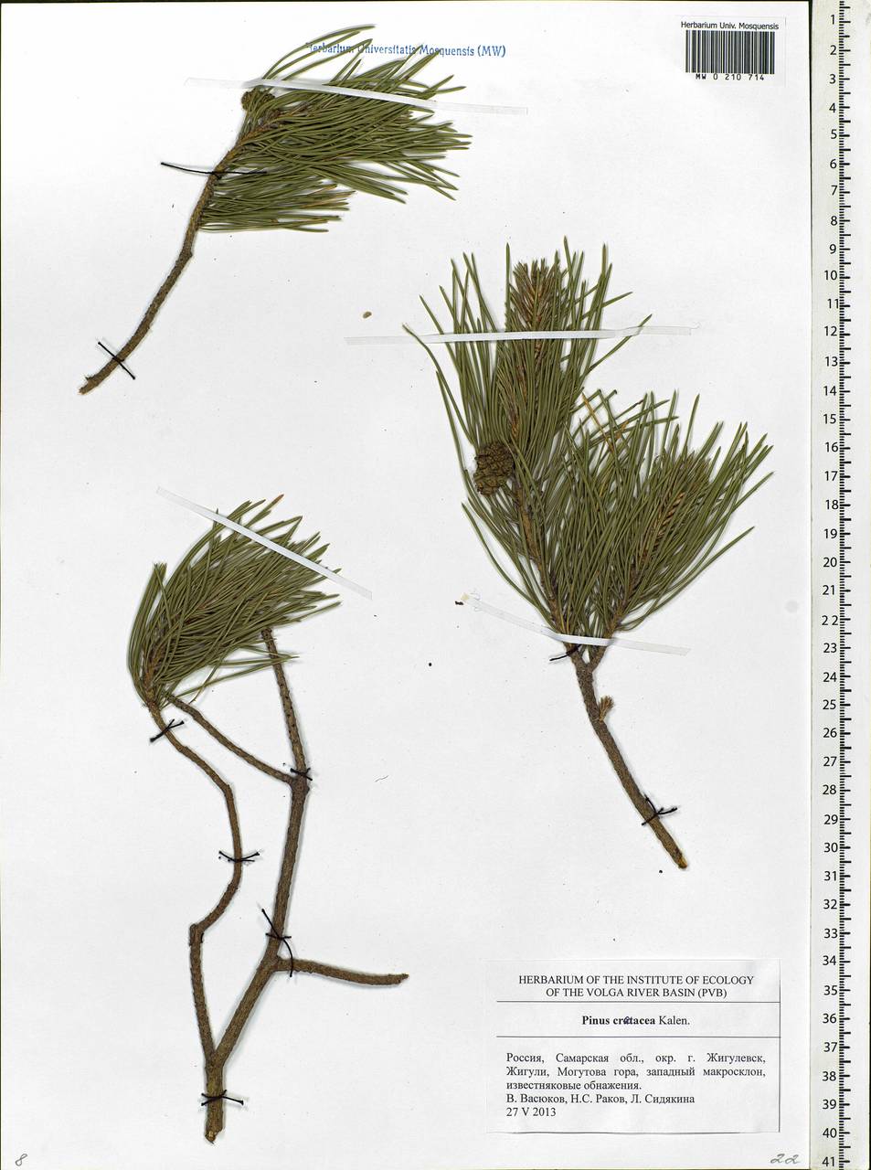 Pinus sylvestris L., Eastern Europe, Middle Volga region (E8) (Russia)