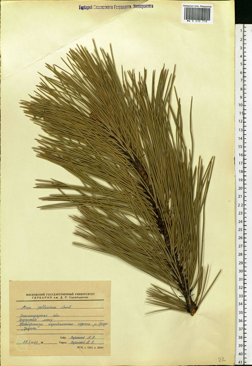 Pinus nigra subsp. pallasiana (Lamb.) Holmboe, Eastern Europe, Lower Volga region (E9) (Russia)