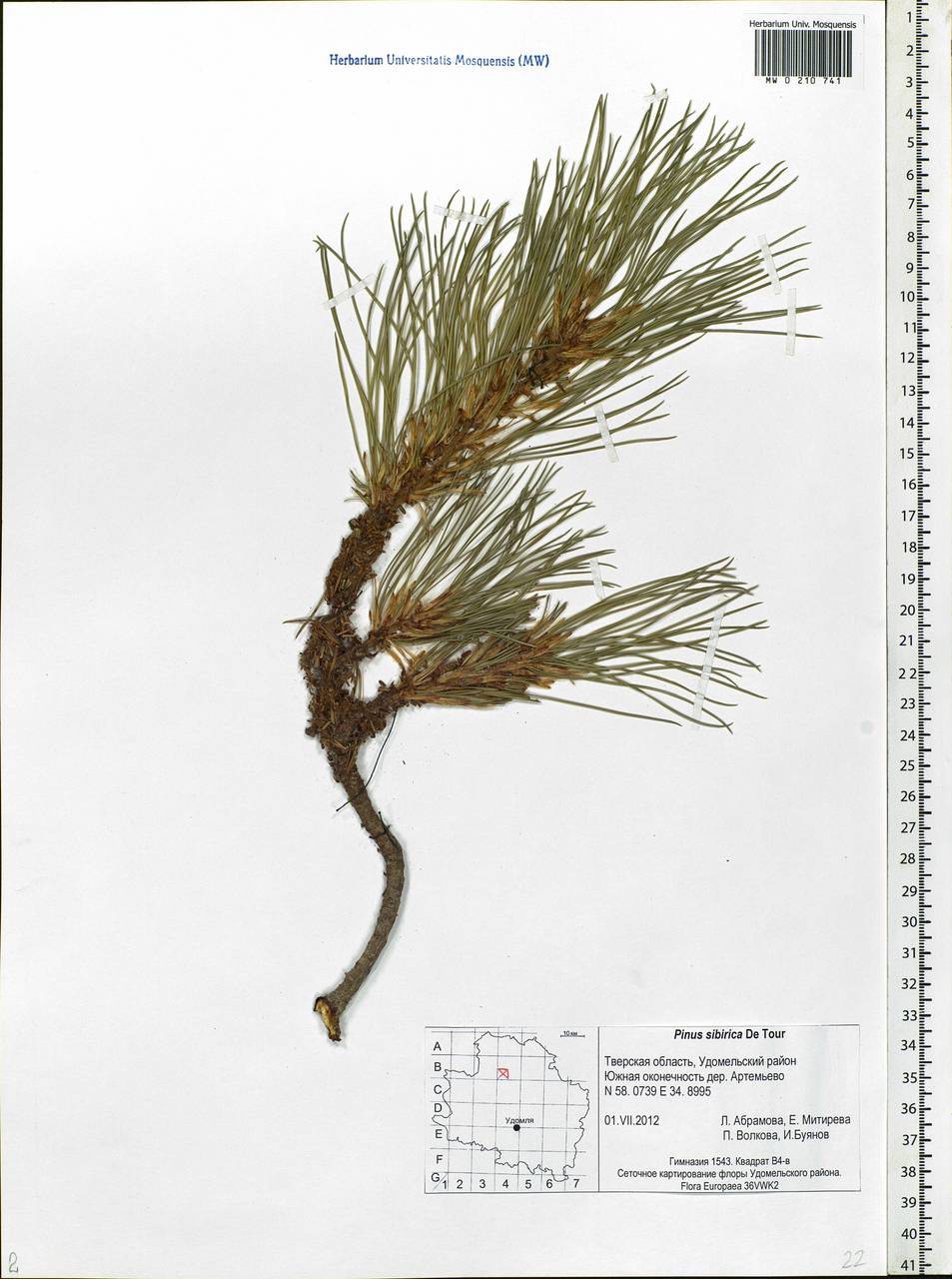 Pinus sibirica Du Tour, Eastern Europe, North-Western region (E2) (Russia)
