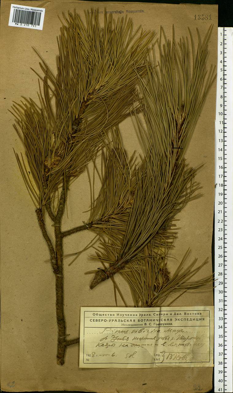 Pinus sibirica Du Tour, Eastern Europe, Northern region (E1) (Russia)