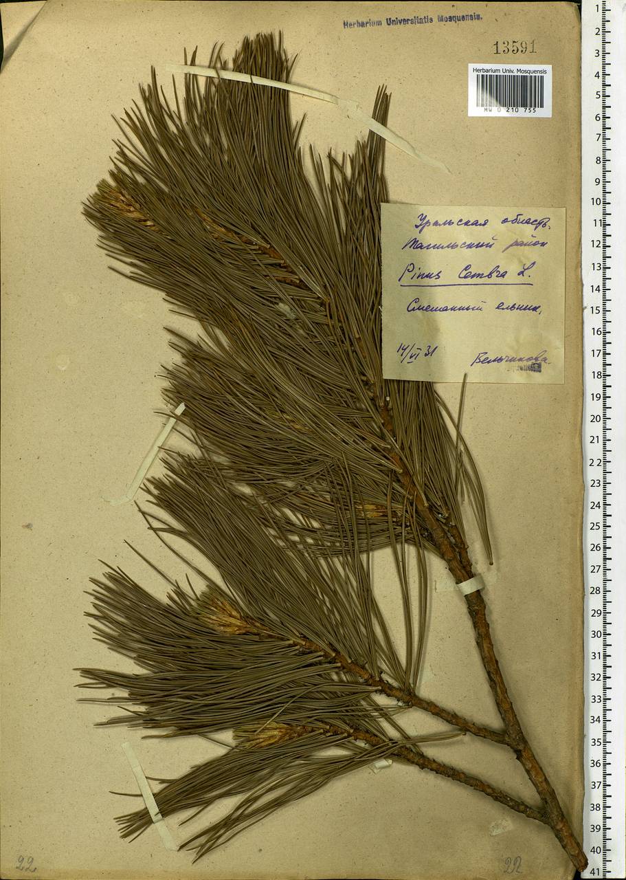 Pinus sibirica Du Tour, Eastern Europe, Eastern region (E10) (Russia)