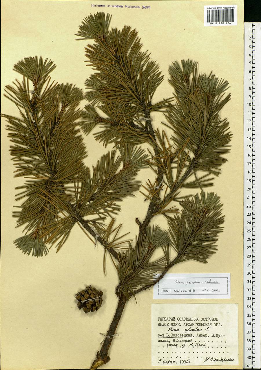 Pinus sylvestris L., Eastern Europe, Northern region (E1) (Russia)