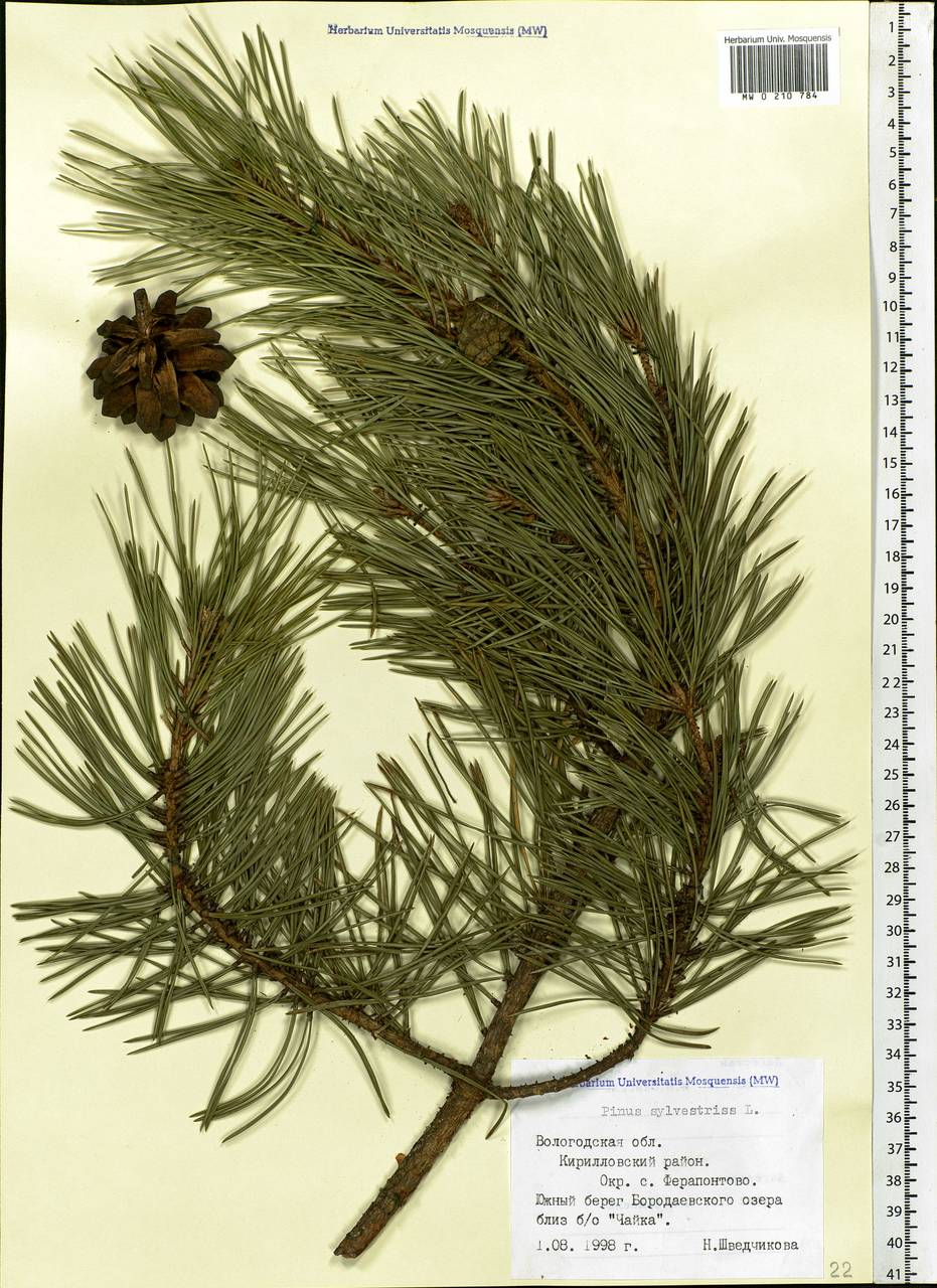 Pinus sylvestris L., Eastern Europe, Northern region (E1) (Russia)