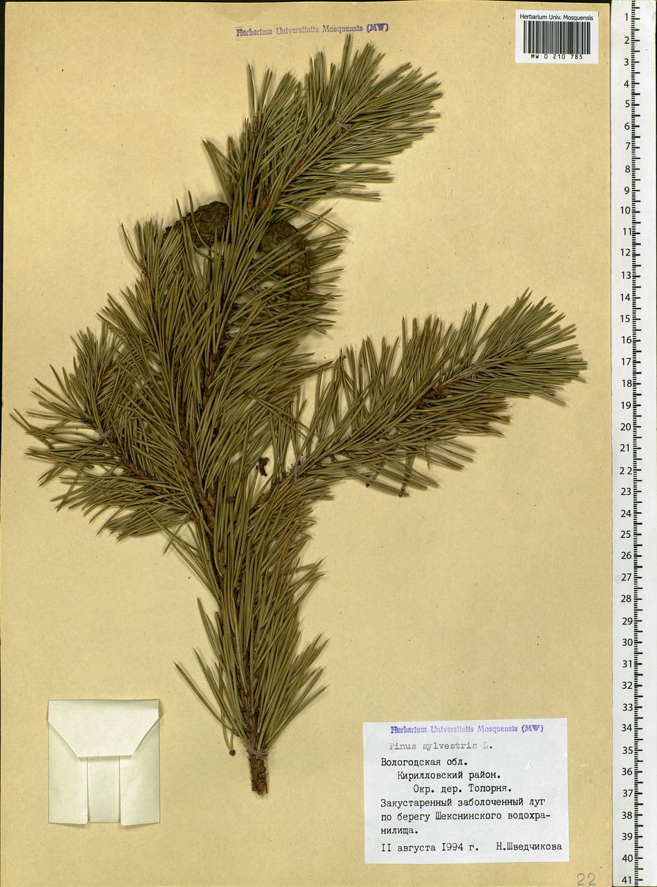 Pinus sylvestris L., Eastern Europe, Northern region (E1) (Russia)