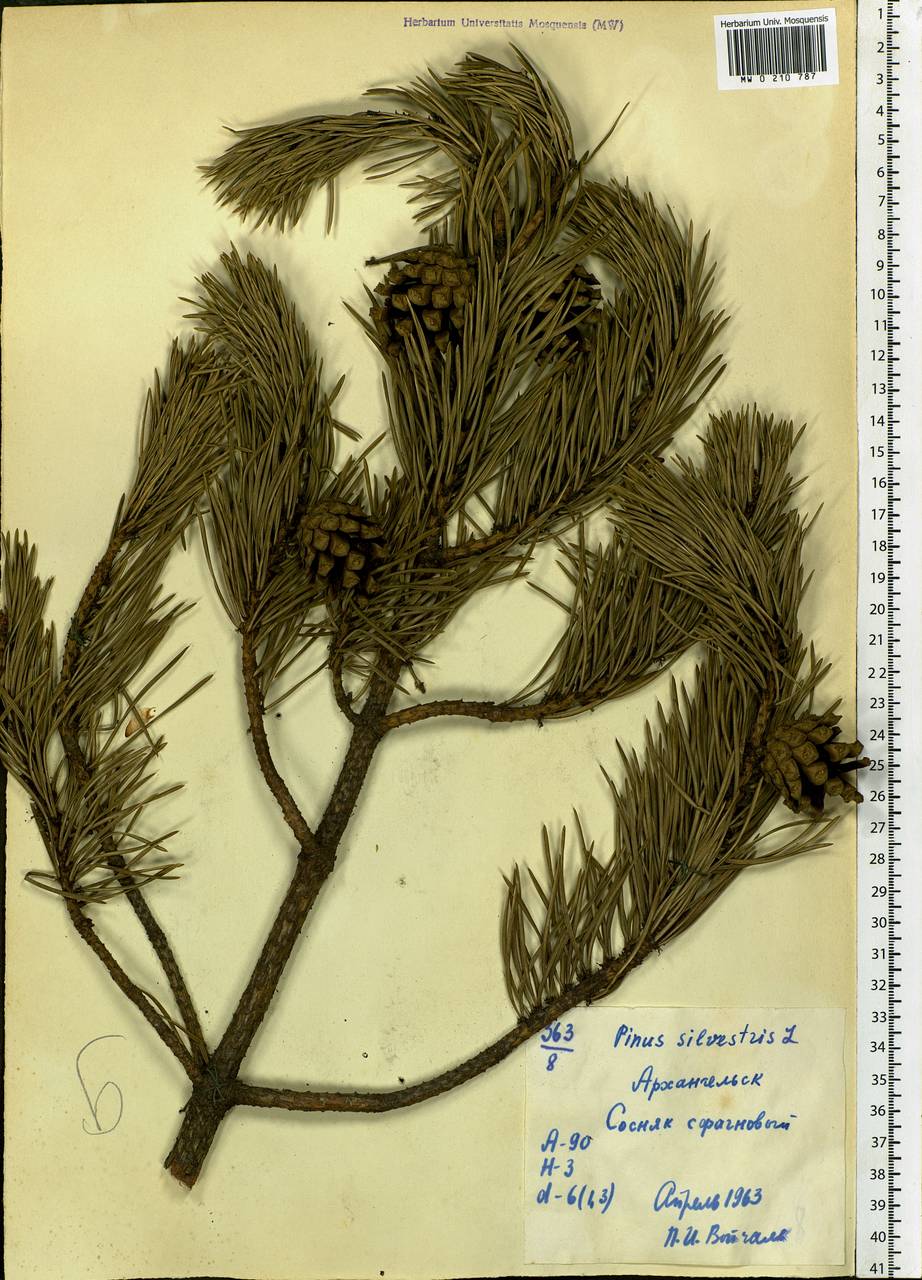 Pinus sylvestris L., Eastern Europe, Northern region (E1) (Russia)