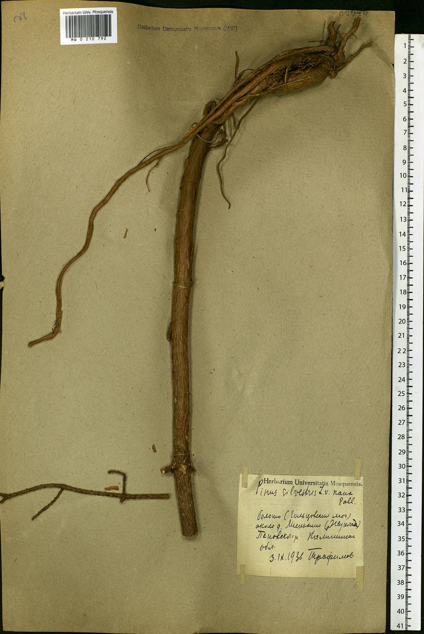 Pinus sylvestris L., Eastern Europe, North-Western region (E2) (Russia)