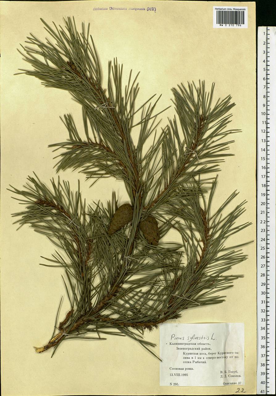 Pinus sylvestris L., Eastern Europe, North-Western region (E2) (Russia)