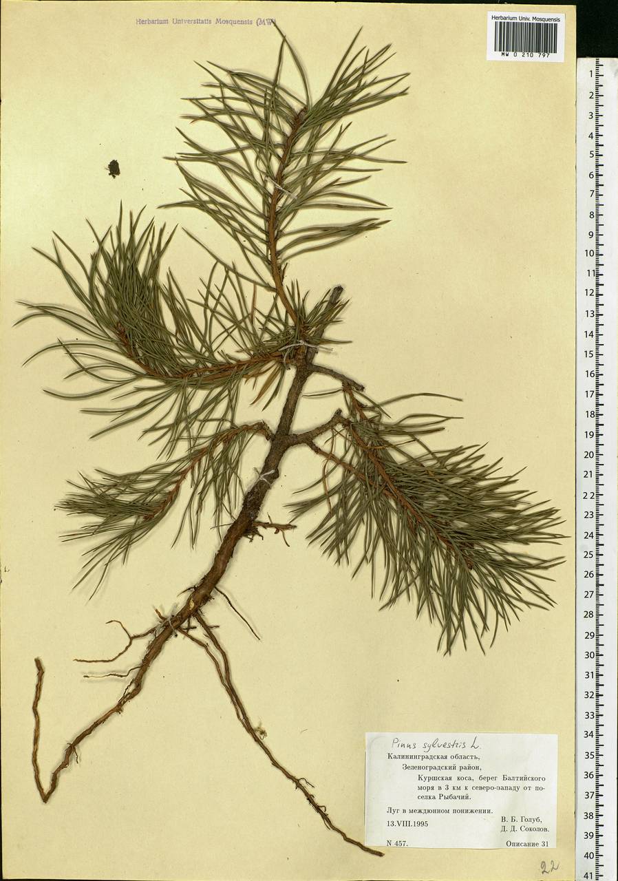 Pinus sylvestris L., Eastern Europe, North-Western region (E2) (Russia)
