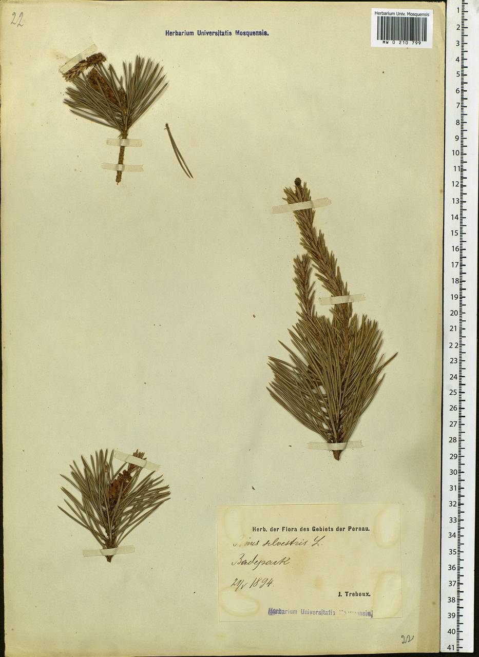 Pinus sylvestris L., Eastern Europe, Estonia (E2c) (Estonia)
