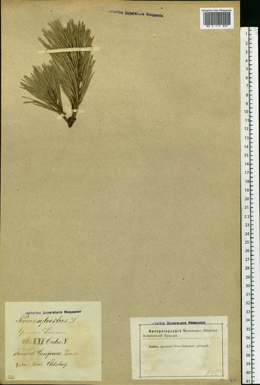 Pinus sylvestris L., Eastern Europe, Latvia (E2b) (Latvia)