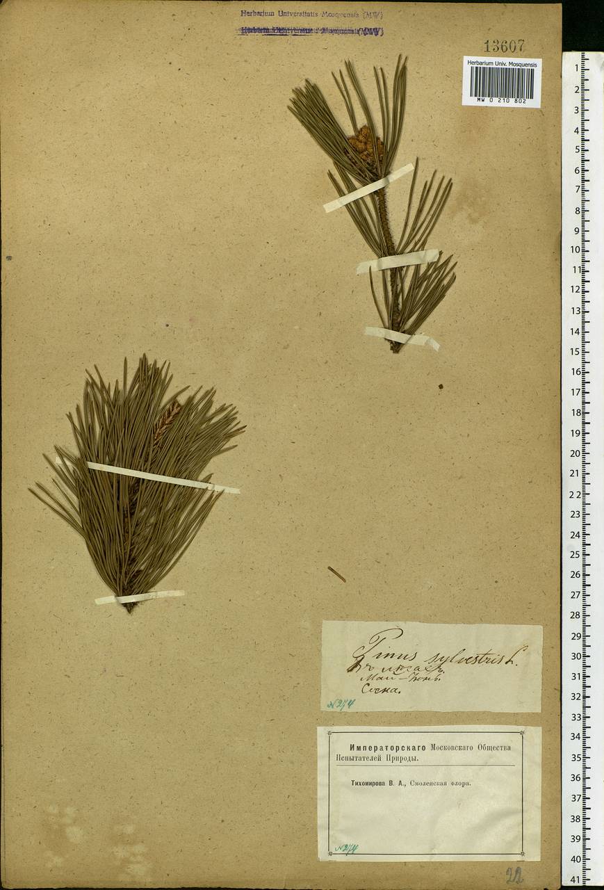 Pinus sylvestris L., Eastern Europe, Western region (E3) (Russia)