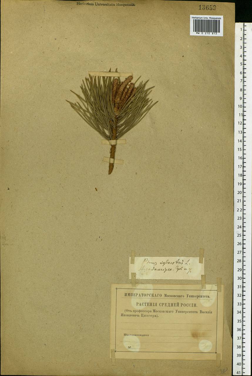 Pinus sylvestris L., Eastern Europe, Central region (E4) (Russia)