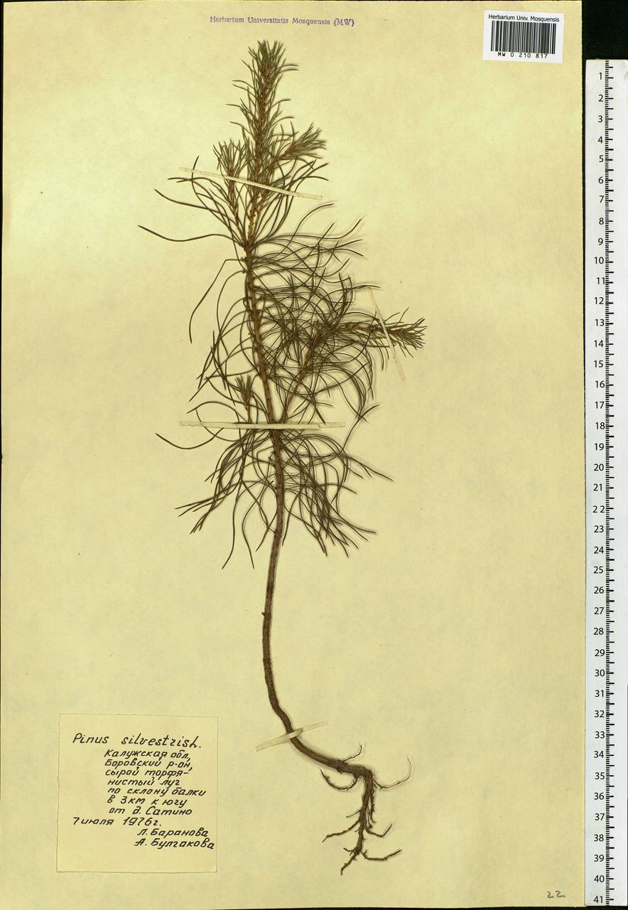 Pinus sylvestris L., Eastern Europe, Central region (E4) (Russia)