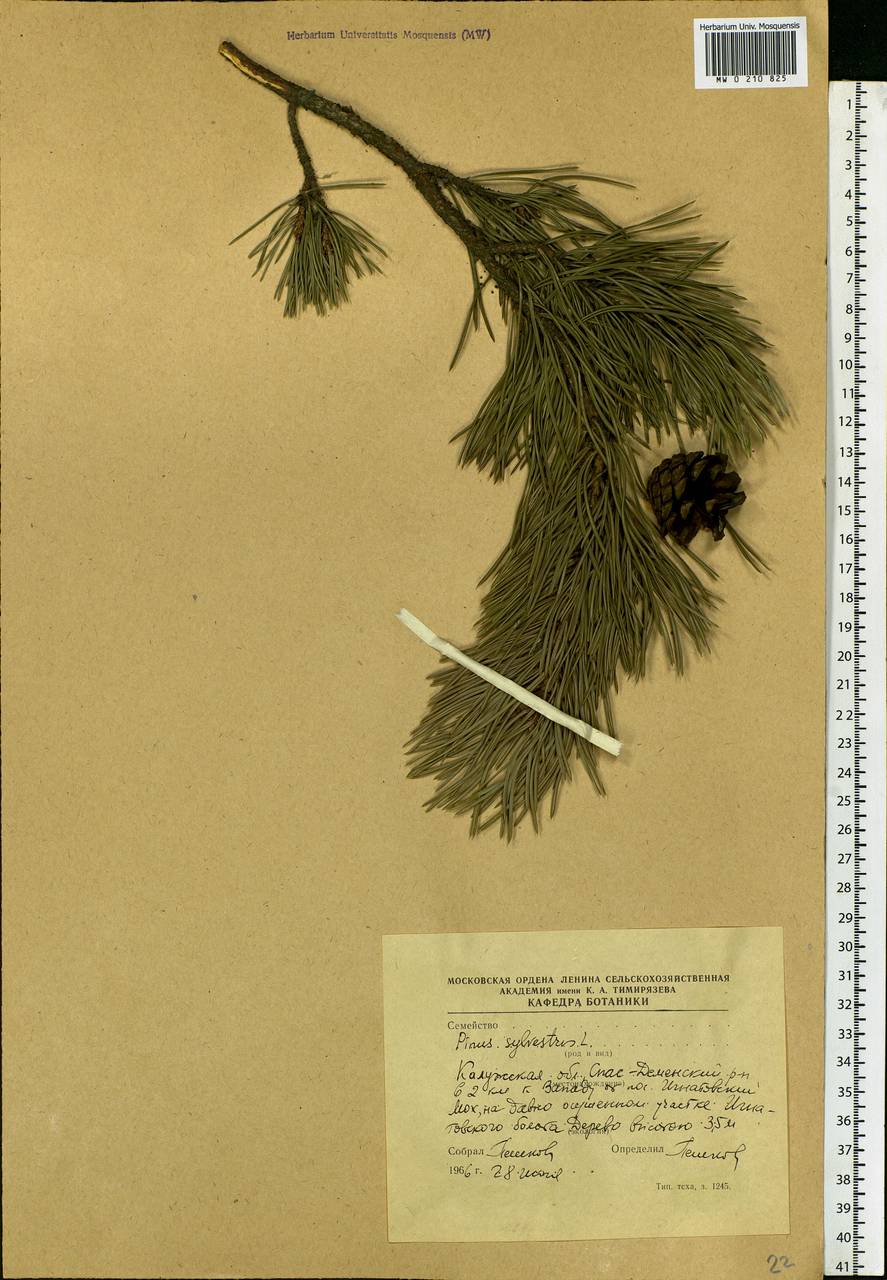 Pinus sylvestris L., Eastern Europe, Central region (E4) (Russia)