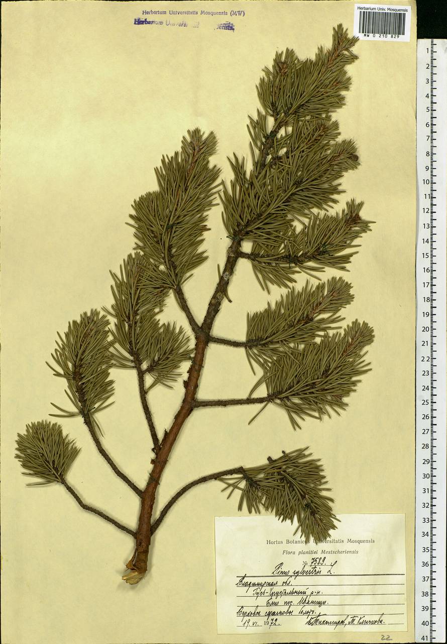 Pinus sylvestris L., Eastern Europe, Central region (E4) (Russia)