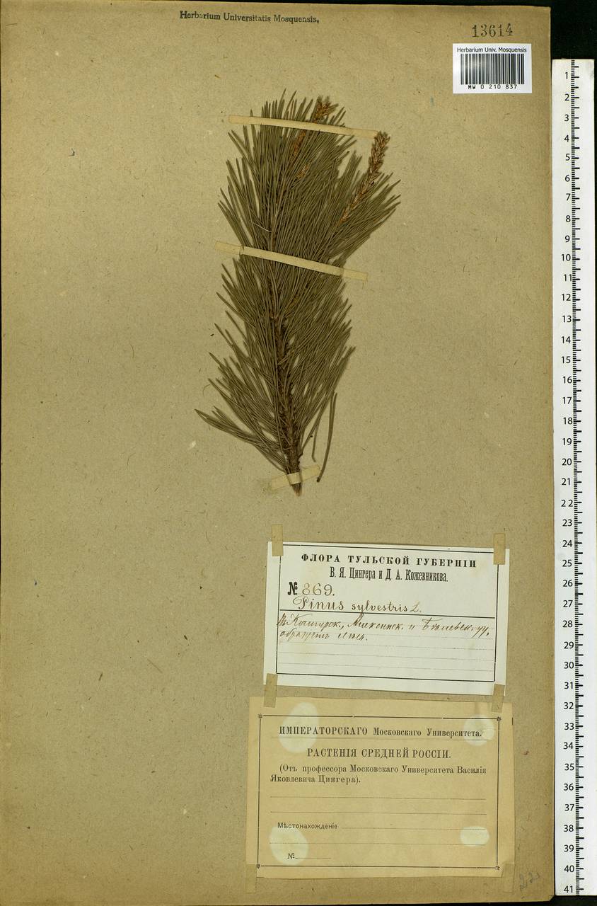 Pinus sylvestris L., Eastern Europe, Central region (E4) (Russia)