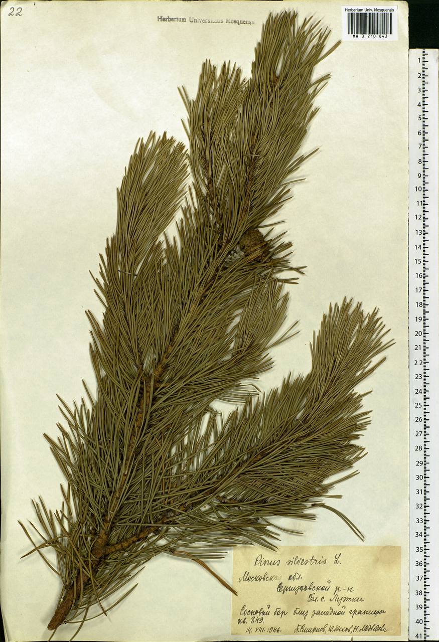 Pinus sylvestris L., Eastern Europe, Moscow region (E4a) (Russia)