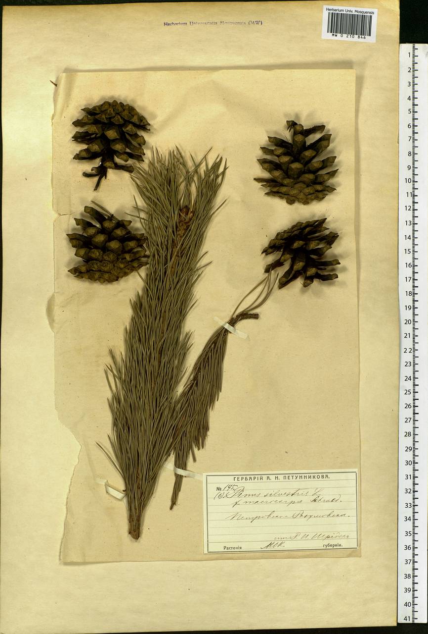 Pinus sylvestris L., Eastern Europe, Moscow region (E4a) (Russia)
