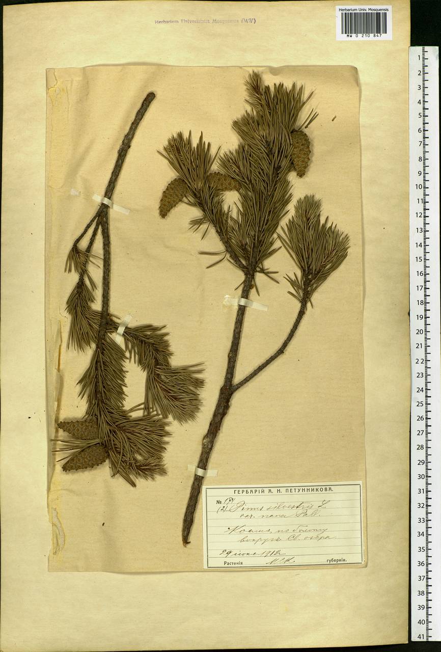 Pinus sylvestris L., Eastern Europe, Moscow region (E4a) (Russia)