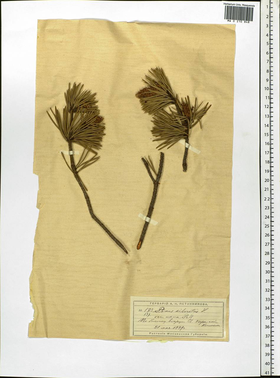 Pinus sylvestris L., Eastern Europe, Moscow region (E4a) (Russia)