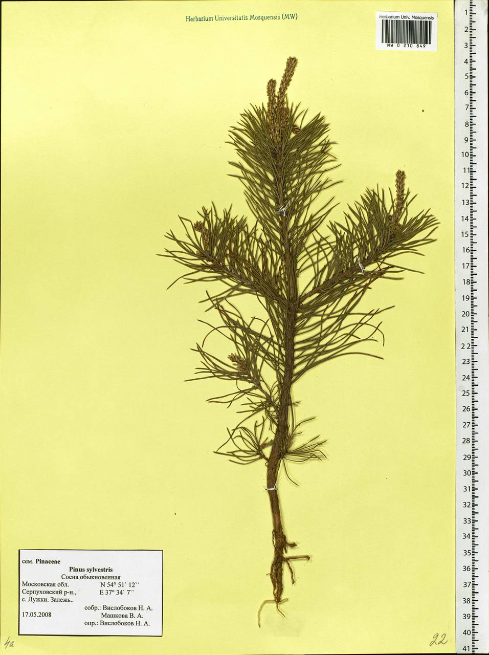 Pinus sylvestris L., Eastern Europe, Moscow region (E4a) (Russia)