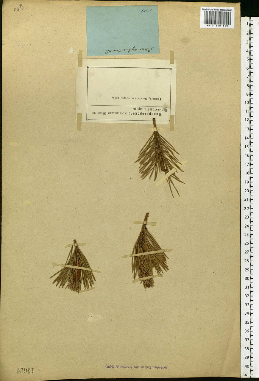 Pinus sylvestris L., Eastern Europe, Moscow region (E4a) (Russia)