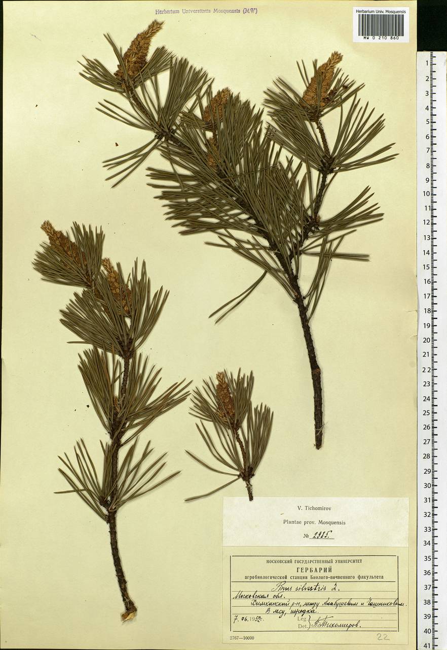 Pinus sylvestris L., Eastern Europe, Moscow region (E4a) (Russia)