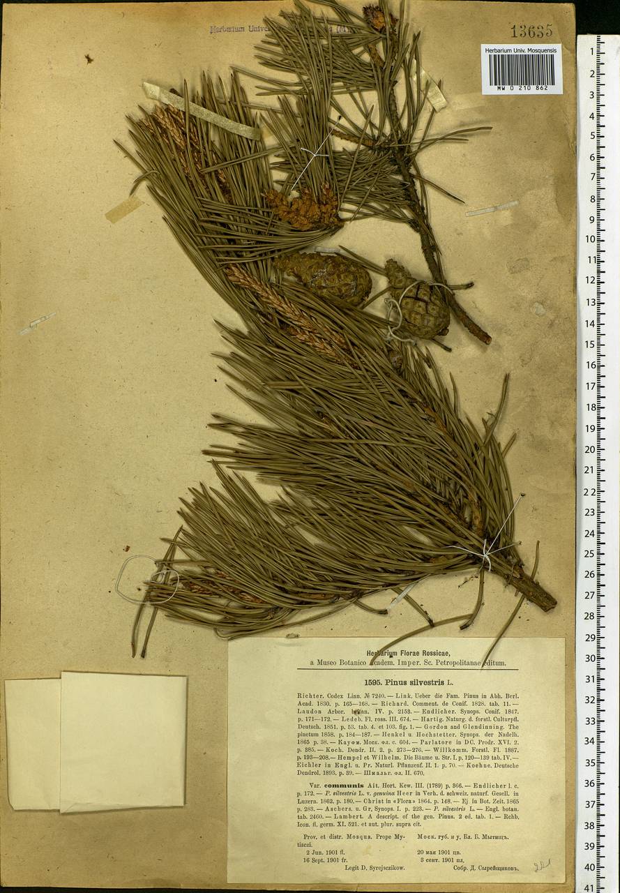 Pinus sylvestris L., Eastern Europe, Moscow region (E4a) (Russia)