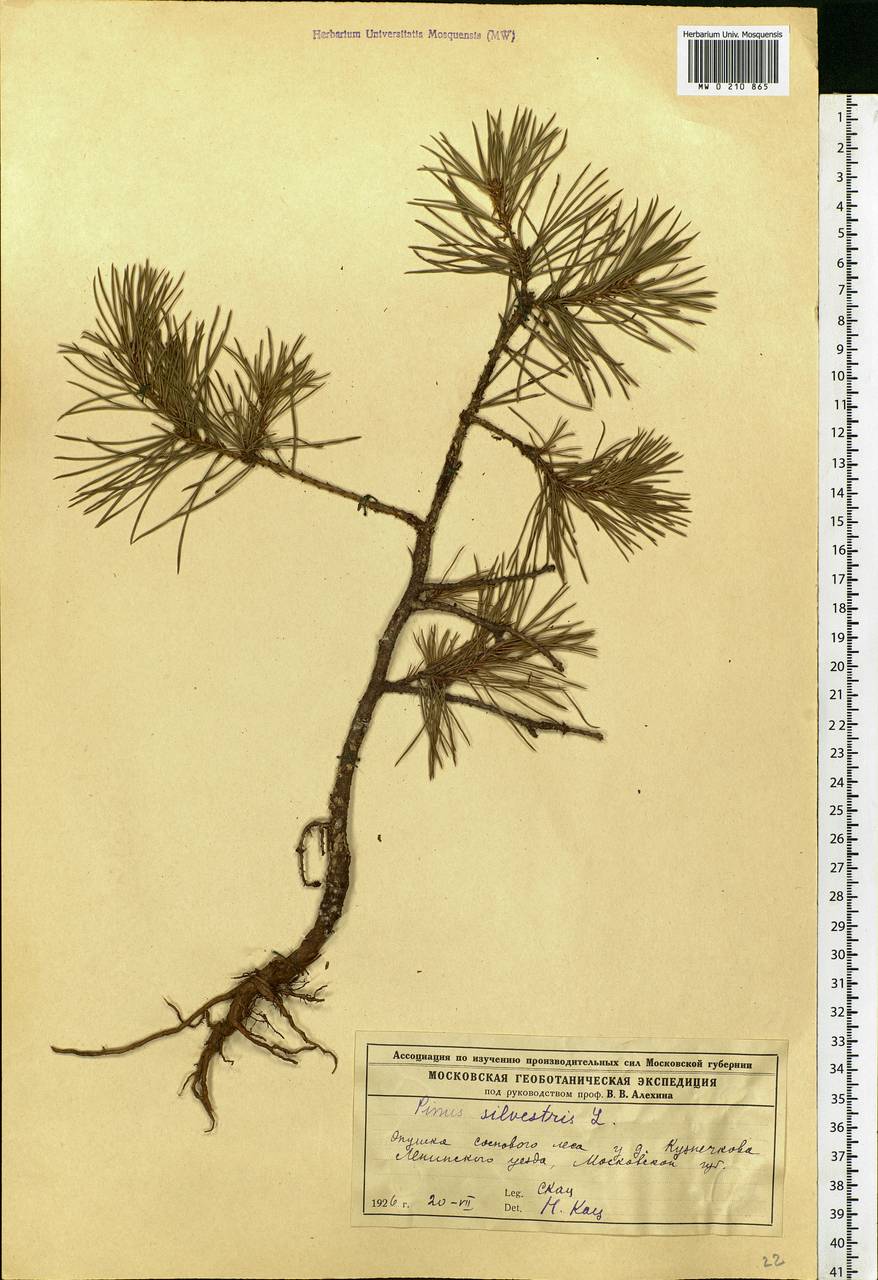 Pinus sylvestris L., Eastern Europe, Moscow region (E4a) (Russia)