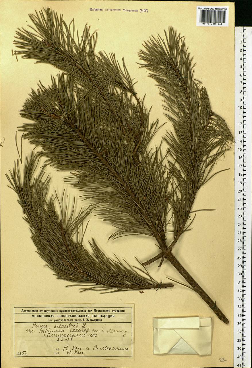 Pinus sylvestris L., Eastern Europe, Moscow region (E4a) (Russia)