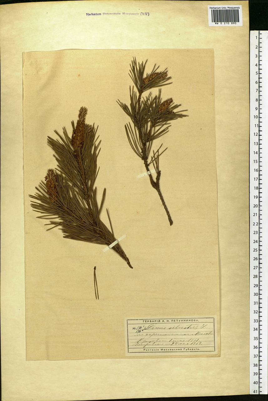 Pinus sylvestris L., Eastern Europe, Moscow region (E4a) (Russia)