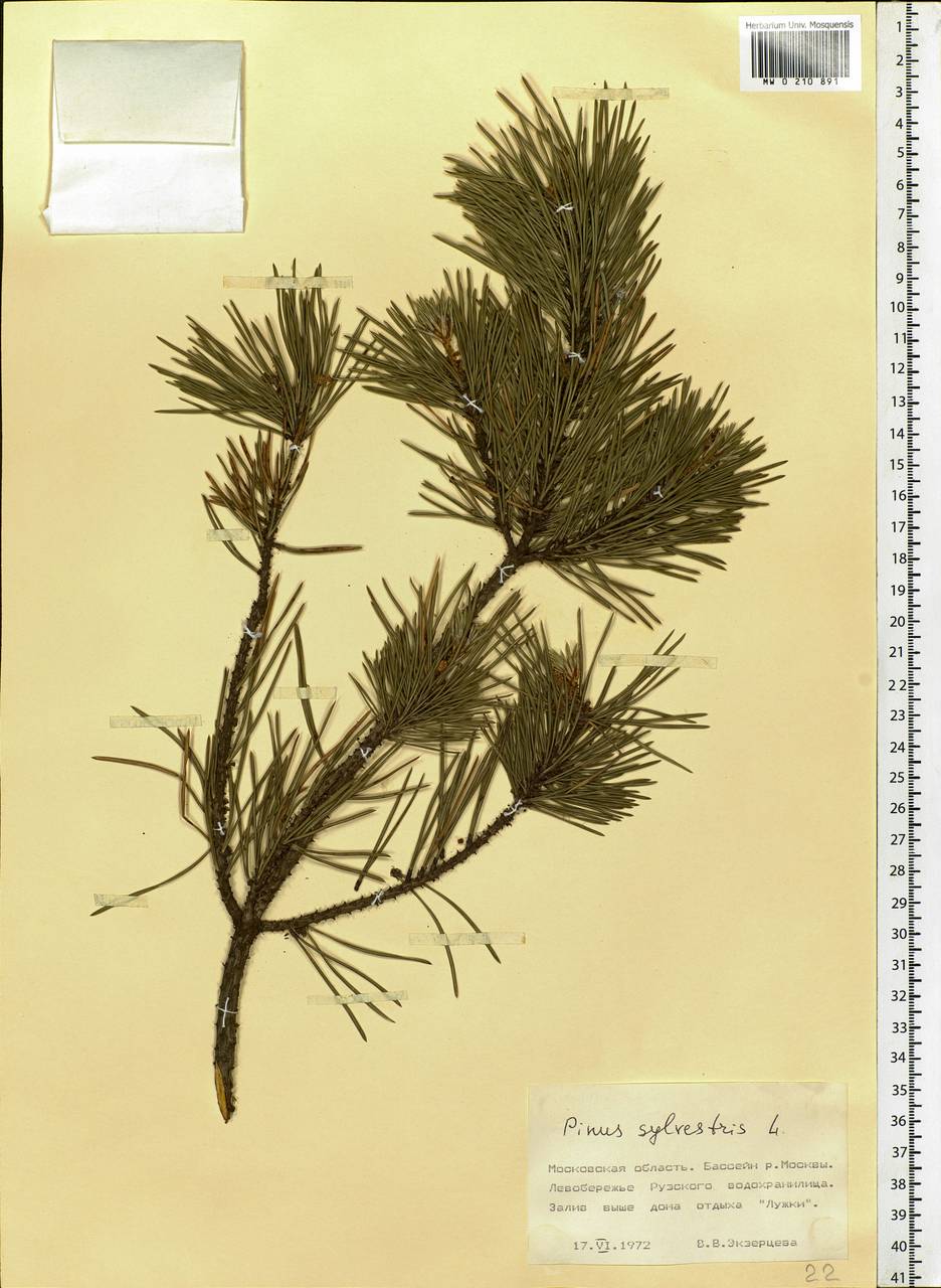 Pinus sylvestris L., Eastern Europe, Moscow region (E4a) (Russia)