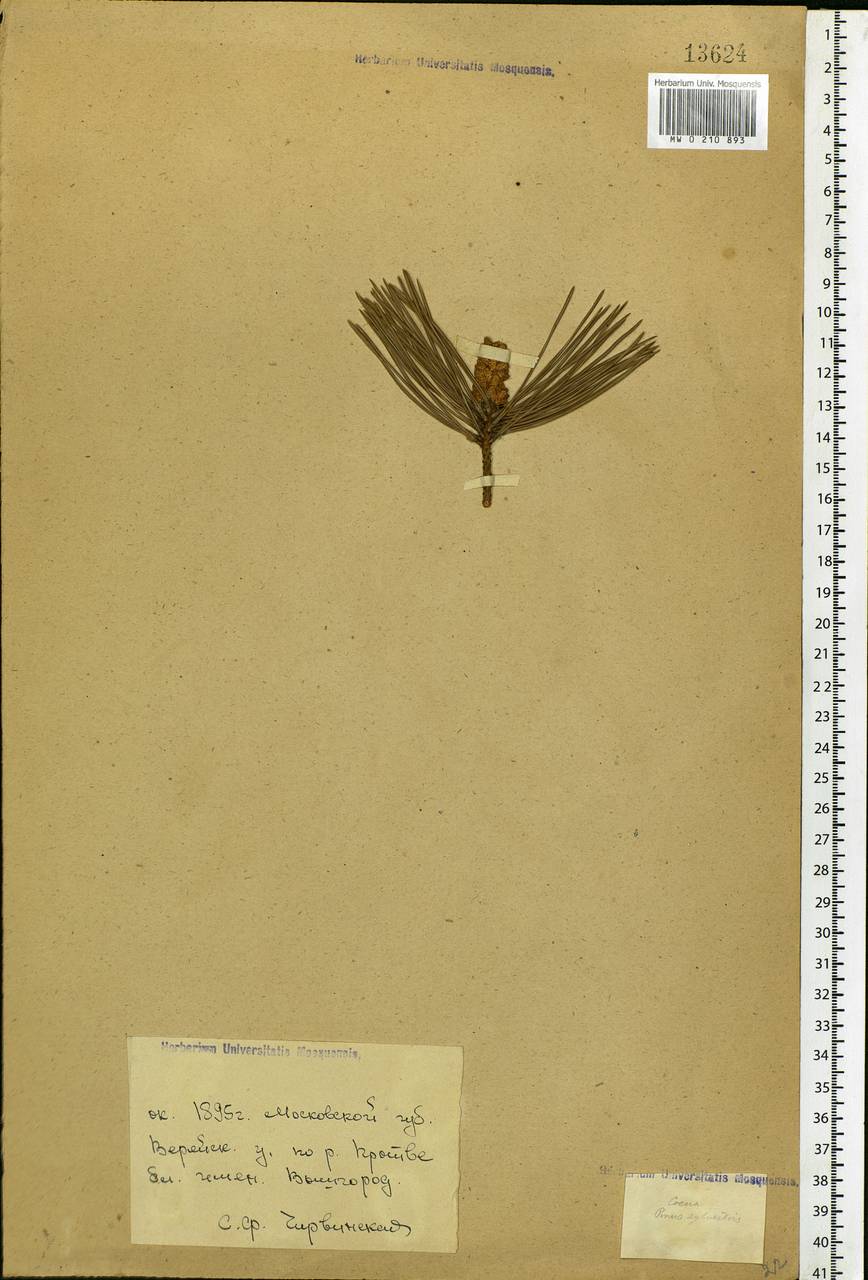 Pinus sylvestris L., Eastern Europe, Moscow region (E4a) (Russia)