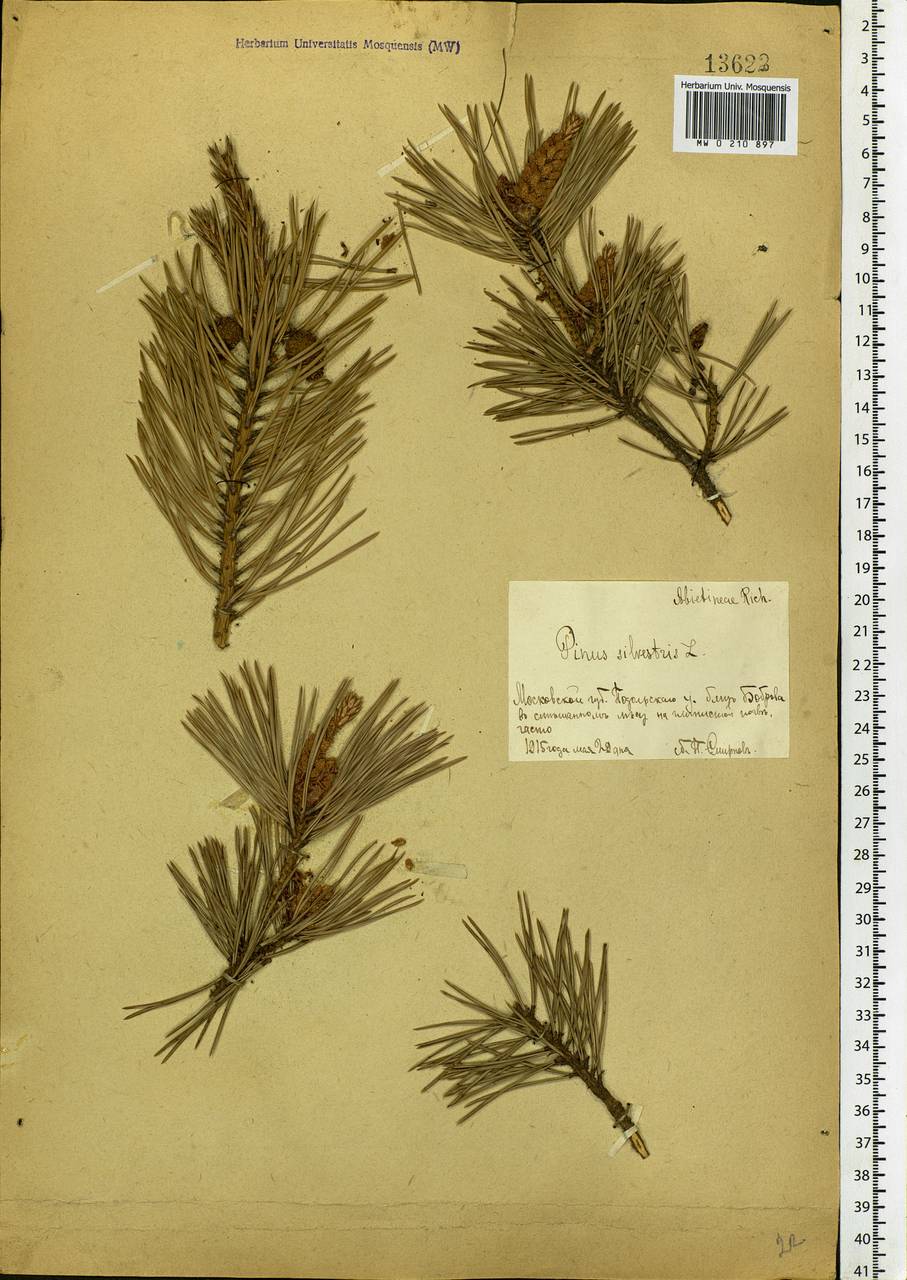 Pinus sylvestris L., Eastern Europe, Moscow region (E4a) (Russia)